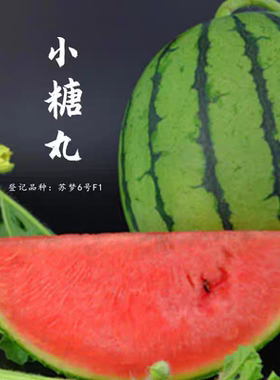 F1 小糖丸西瓜种子苏梦6号5粒4.5元小型迷你型薄皮西瓜种籽早熟