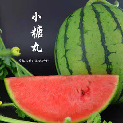 F1 小糖丸西瓜种子苏梦6号5粒4.5元小型迷你型薄皮西瓜种籽早熟