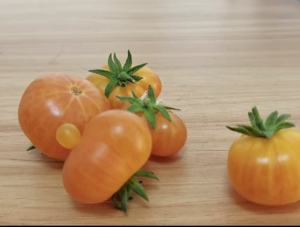 传家宝番茄种子迪恩小鸡6粒6元满28元包邮