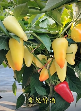 F1  豫艺贵妃醉酒辣椒种子7粒5元可盆栽观赏又可食用满28元包邮