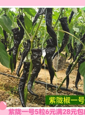 紫陇一号辣椒种子5粒6元紫色辣椒籽黑螺丝椒含花青素