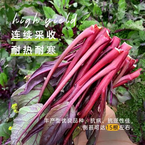 红菜苔籽5克5元四季广东红菜心籽早熟菜心红菜薹籽原厂彩包