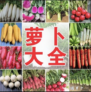萝卜合集各色葫萝卜赤丸白丁黄金球笑脸樱桃萝卜凤梨冰淇淋萝卜