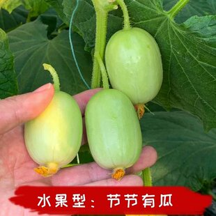 拇指黄瓜种子  玉女迷你水果小黄瓜种 10粒3.9元原包四季阳台盆栽
