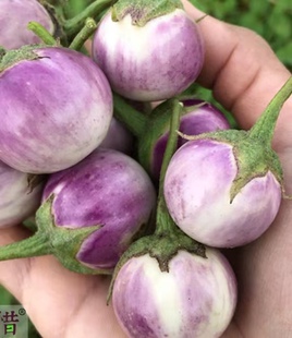 茄子合集泰国小青蛙比安卡鸡蛋茄绿罐茄白长茄托丝卡纳童话故事