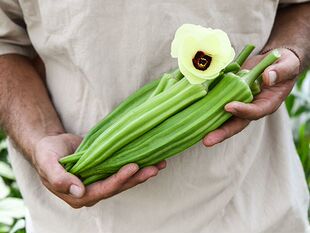 秋葵合集白秋葵胖秋葵阿拉巴马红克莱姆秋日花火红秋葵黄绿秋葵