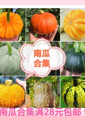 要催芽问豆包南瓜种子合集奶油惠和贝贝贵族蜂蜜船银栗香芋蛋花香