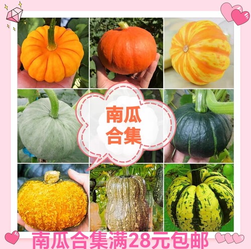要催芽问豆包南瓜种子合集奶油惠和贝贝贵族蜂蜜船银栗香芋蛋花香