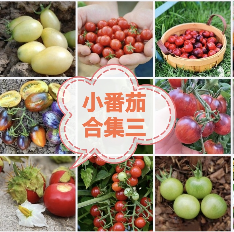 小番茄合集三碧鑫紫弹头金珠261乾隆紫娃梦想迷彩青甜首尔红千花