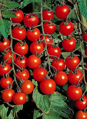 杂交F2 甜百万Sweet Million  5粒4元（28元包邮）