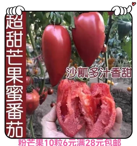 芒果蜜（粉芒果）番茄种子10粒6元沙瓤水果口感番茄28元包邮