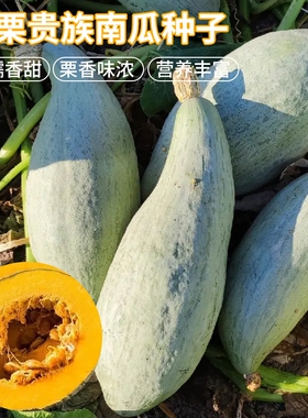 641揭阳农研揭美金栗贵族南瓜种子10粒6元原厂彩包杂交一代香甜糯