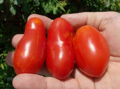 意大利传家宝圣马扎诺 San Marzano Lungo自留种子5粒4元28包邮