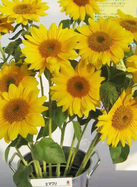 日本切花向日葵种 富阳重瓣金黄色原包分装10粒5元28元包邮