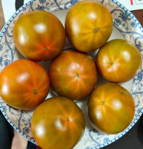 F1抗TY草莓番茄种子大金18  5粒7元抗死棵满28元包邮