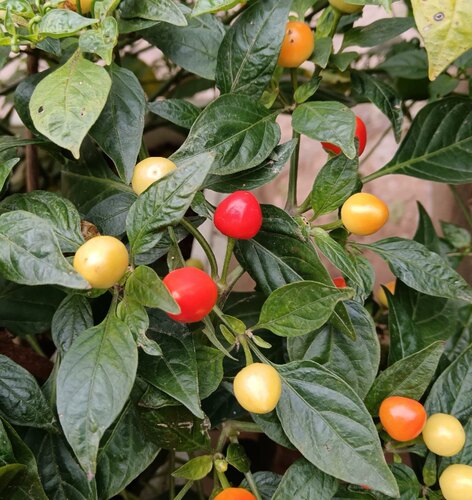 红查拉皮塔辣椒种子AJI CHARAPITA 4粒7.8元果味椒满28元包邮