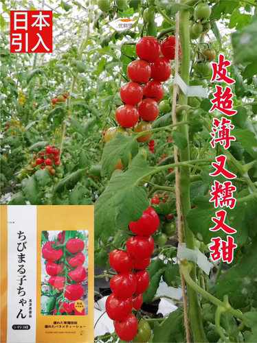 红冰淇淋小番茄种子5粒10元圣女果皮薄高亮满28元包邮