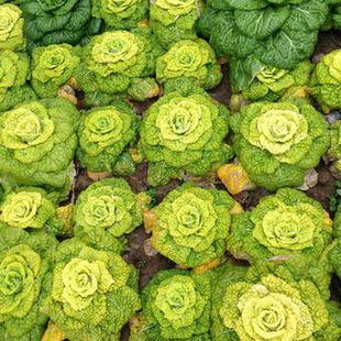 原厂彩包春秋冬小白菜 淮南黄心乌塌菜种子约1200粒4.3元