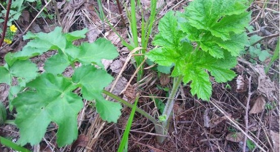 东北野生老山芹自留种100粒3元(28元包邮)