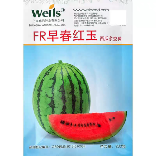 F1 惠和FR早春红玉礼品西瓜种子5粒6元皮薄脆甜抗病西瓜28元包邮