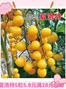 抗TY夏洛特番茄种子F1正品有香味的黄色樱桃番茄甜糯5粒4.9元