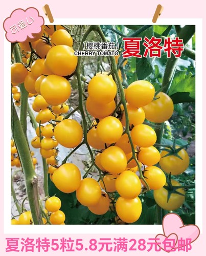 抗TY夏洛特番茄种子F1正品有香味的黄色樱桃番茄甜糯5粒4.9元