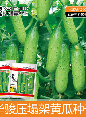 F1 压塌架水果黄瓜种子7克约200粒5.9元摘不完水果黄瓜满28元包邮
