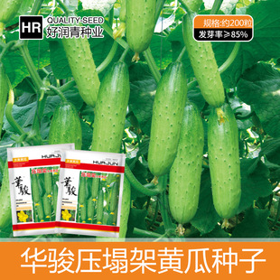 F1 压塌架水果黄瓜种子7克约200粒5.9元摘不完水果黄瓜满28元包邮