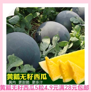 水果西瓜懒汉西瓜籽 黑皮黄瓤无籽西瓜种子5粒4.9元