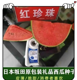 日本坂田红珍珠西瓜种子5粒7.5元皮薄多汁甜脆起沙糖度16原包分装