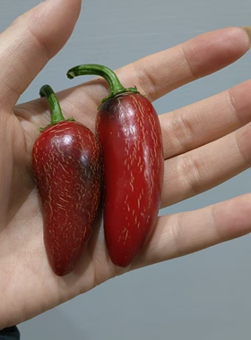 红色哈雷派尼奥辣椒种子5元5粒满28元包邮