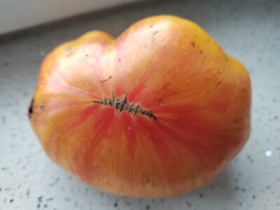传家宝番茄菠萝种子pineapple 5粒4.9元口感大番茄可留种28元包邮