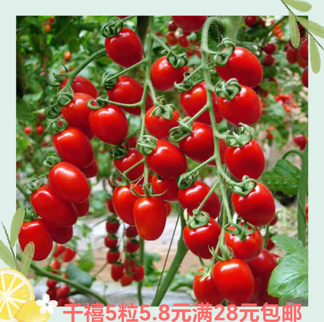 台湾农友千禧番茄种子 正品 5粒5.8元 满28元包邮