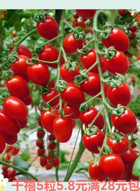 台湾农友千禧番茄种子 正品 5粒4.90元 满28元包邮