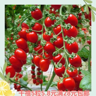 台湾农友千禧番茄种子 正品 5粒4.90元 满28元包邮