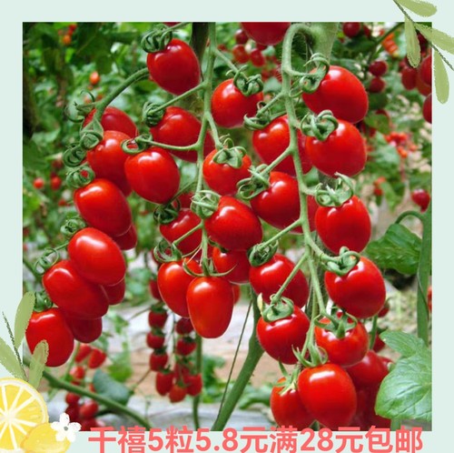 台湾农友千禧番茄种子 正品 5粒4.90元 满28元包邮