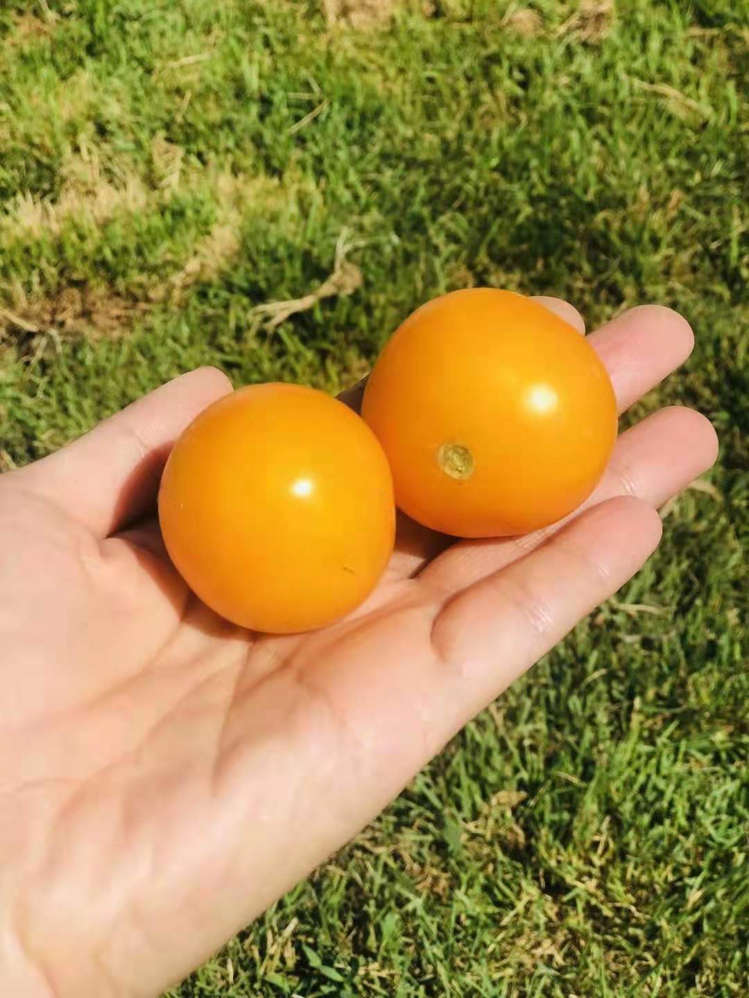 传家宝番茄绿嘎嘎green gage yellow 自留 10粒6元 28元包邮