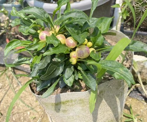 矮生辣椒种子意大利花束4粒6元满28元包邮