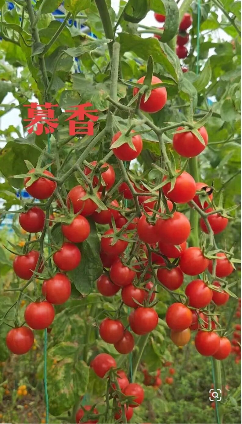 F1慕香（斯语思甜）粉红色小番茄种子3粒6.9元脆甜千禧型28元包邮