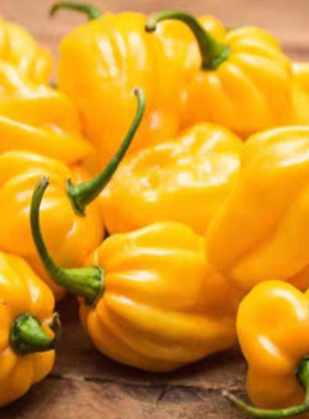 黄色哈瓦那辣椒种子4粒5元满28元包邮