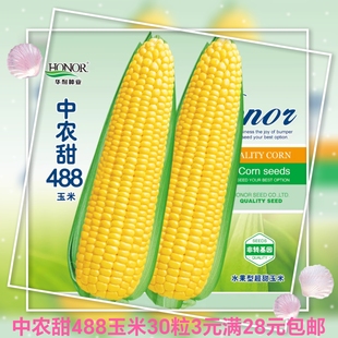中农甜488牛奶香甜水果玉米种子30粒3元甜糯四季春季种