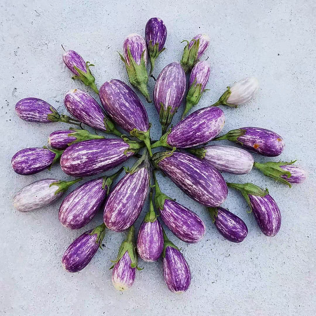 母猪！F1美国矮生茄子种子童话故事3粒8元杂交一代满28元包邮