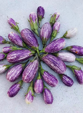 母猪！F1美国矮生茄子种子童话故事3粒8元杂交一代满28元包邮