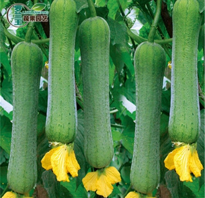 揭阳农研肉丝瓜种籽   原包分装   6粒3元   满28元包邮,农用物资,蔬菜种子/种苗,淘宝优惠券,粉丝福利购,淘宝优惠卷