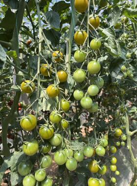 F1  罗密欧B1小番茄种子7粒4元绿色樱桃番茄种子满28元包邮