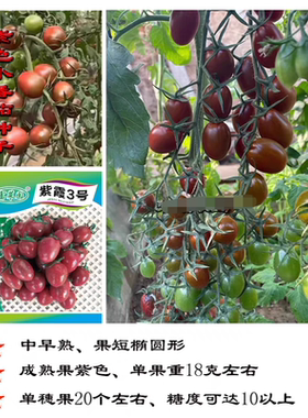 F1紫霞3号紫色小番茄种子4粒8元口感水果樱桃玲珑圣女果28元包邮