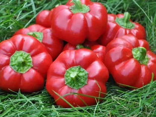 传家宝种子羊鼻甜椒种子3粒5元 老品种 甜美浓郁肉厚满28元包邮