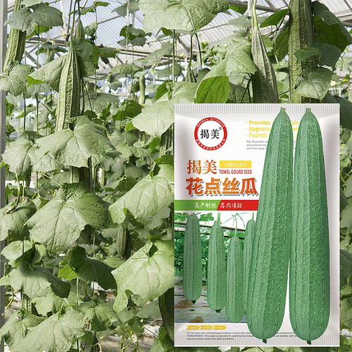 揭阳农研揭美花点丝瓜种子20粒5.9元甜脆棱角丝瓜种原包28元包邮