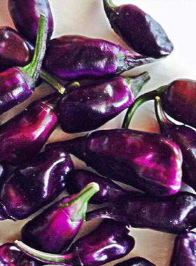 紫虎辣椒种子Capsicum'Purple Tiger10粒6元满28元包邮
