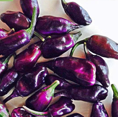 紫虎辣椒种子Capsicum'Purple Tiger10粒6元满28元包邮